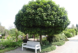 Acer platanoides 'Globosum' - okroglasti ostrolistni javor