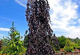 Fagus sylvatica 'Purple Fountain' - povešava rdečelistna bukev