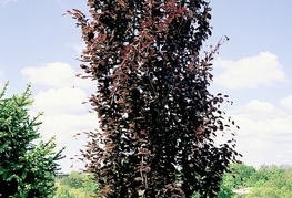 Fagus sylvatica 'Dawyck Purple'- stebrasta rdečelistna bukev
