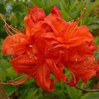 Azelea 'Fireball' - listopadna azaleja (orenžen cvet) - Rododendroni in azaleje - Katalog sadik