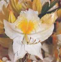 Azalea 'Schneegold' - listopadna azaleja (bel cvet) - Rododendroni in azaleje - Katalog sadik