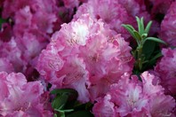 Rhododendron yakushimanum - rododendron (bel cvet z roza obrobo) - Rododendroni in azaleje - Katalog sadik