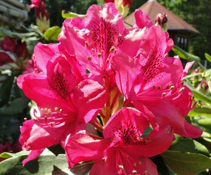 Rododendroni - azaleje