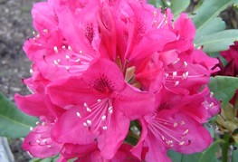 Rhododendron hy. 'Nova Zembla' - rododendron