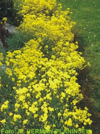 Alyssum saxatile 'Summit' - skalni grobelnik - Trajnice - Katalog sadik