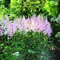 Astilbe arendsii 'Venus' - kresnica - Trajnice - Katalog sadik