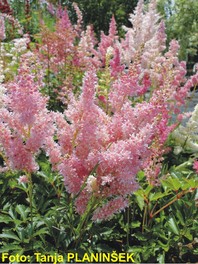 Astilbe chinensis 'Pumila' - pokrovna kresnica - Trajnice - Katalog sadik