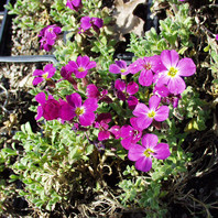 Aubretia cultorum 'Cascade Rot' - avbrecija - Trajnice - Katalog sadik