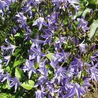 Campanula poscharskyana - zvončnica - Trajnice - Katalog sadik