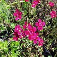Dianthus deltoides 'Nelli' - nagelj - Trajnice - Katalog sadik