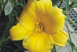 Hemerocallis 'Stella d'Oro' - maslenica, enodnevna lilija
