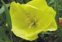 Oenothera missouriensis (= O. macrocarpa) - svetlin