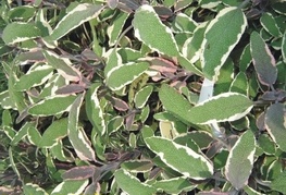 Salvia officinalis 'Tricolor' - pisanolistni žajbelj
