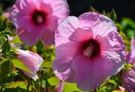 Hibiscus moscheutos Planet® Solene 'Tansol' - močvirski hibiskus