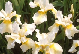 Iris sibirica 'Butter and Sugar' - perunika