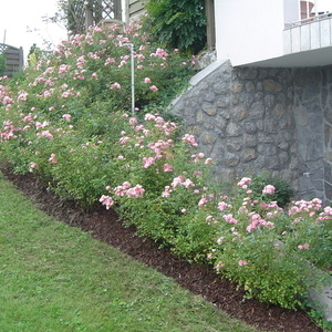 Pokrovne vrtnice cvetijo celo poletje