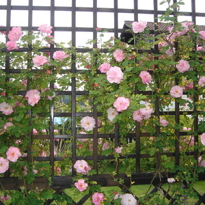 Vrtnica plezalka v cvetju