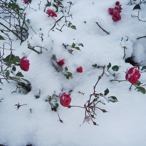 Cvetje pod snegom