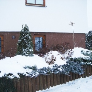 Sneg bo zaščitil rastline pred mrazom