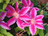 Clematis 'Dr. Ruppel' - vrtni srobot - Vzpenjalke - Katalog sadik