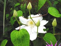 Clematis hybrid 'Madame Le Coultre' - vrtni srobot - Vzpenjalke - Katalog sadik
