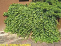 Hedera helix - bršljan - Vzpenjalke - Katalog sadik