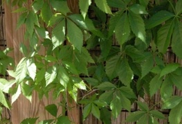 Parthenocissus quinquefolia - navadna divja trta
