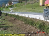 Picea abies - smerka - zimzelene žive meje