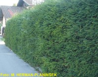 Picea abies - smerka - zimzelene žive meje