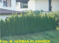 Thuja occidentalis 'Smaragd' - stožčast ameriški klek - zimzelene žive meje