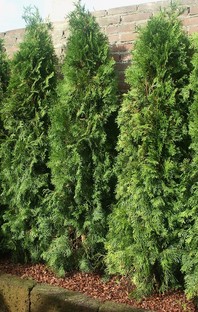 Thuja occidentalis 'Smaragd' - stožčast ameriški klek - zimzelene žive meje