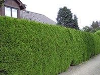 Thuja occidentalis - ameriški klek - zimzelene žive meje