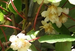 Actinidia chinensis 'Tomuri' - aktinidija, kivi (moška rastlina)
