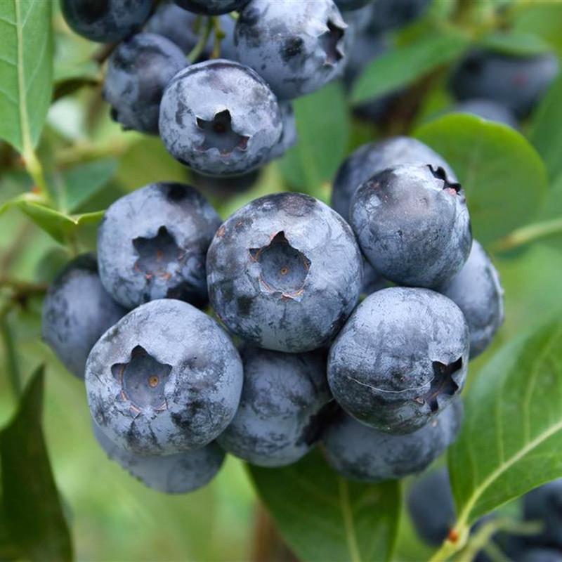 Blue Suede.jpg