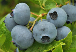 Vaccinium corymbosum 'Bonus' - ameriška borovnica