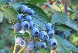 Vaccinium corymbosum 'Dixi' - ameriška borovnica