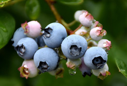 Vaccinium corymbosum 'Elliott' - ameriška borovnica