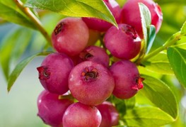 Vaccinium corymbosum 'Pink Lemonade' - ameriška borovnica