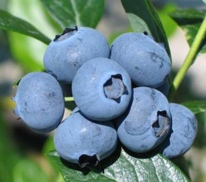 Vaccinium corymbosom Duke.jpg