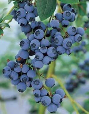 Vaccinium corymbosum Bluecrop.jpg