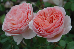 Abraham Darby.jpg