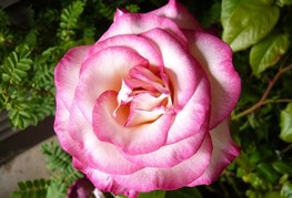 Rosa 'Händel' - vrtnica