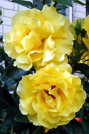 Lichtkonigin Lucia.jpg