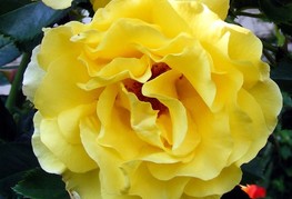 Rosa 'Lichtkönigin Lucia®' - vrtnica