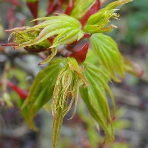 Listi Acer sp.