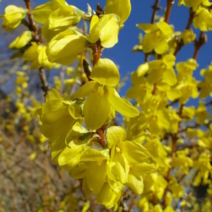 Cvetovi Forsytia x intermedia 'Fiesta'