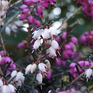 Erica carnea