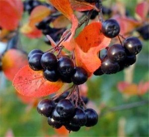 Aronia melanocarpa Professor Ed.jpg