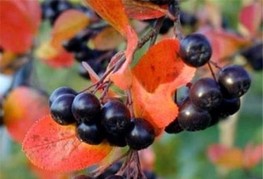 Aronia melanocarpa 'Professor Ed' - aronija