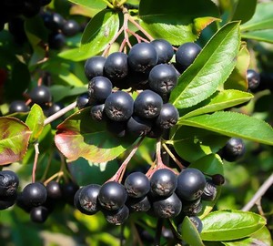 Aronia x prunifolia Nero.jpg